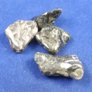 Turritella Agate Tumbled Stones