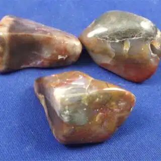 Coprolite Tumbled Stones Extra Large