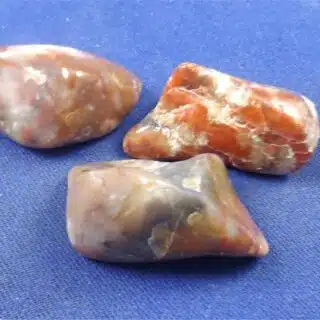 Coprolite Tumbled Stones Large