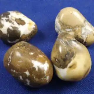 Cobra Jasper